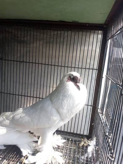 white pemorien male for sale