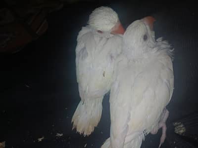 white ringneck Red-eye Chiks 2-peice