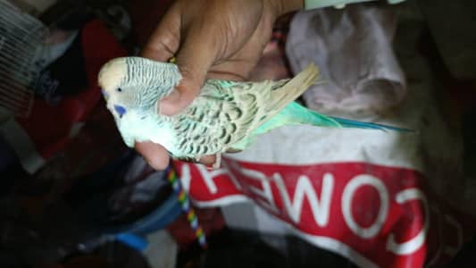 under exhibition male