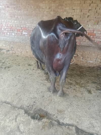 neli ravi cross | bhains | katta  | گائے | Buffalos for sale