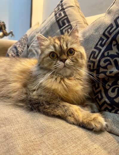 Persian Breeder Female cat. Excellent breeder cat ready to go their ne