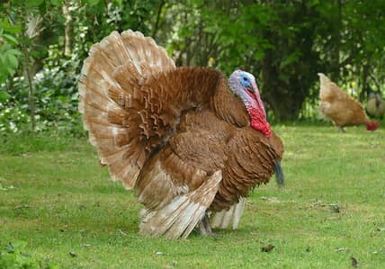Black And brown Male turkey available