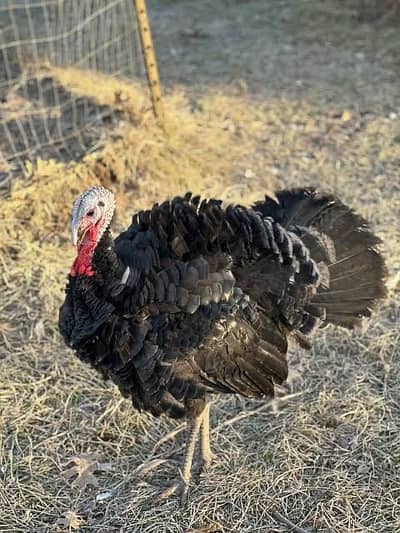 Black And brown Male turkey available