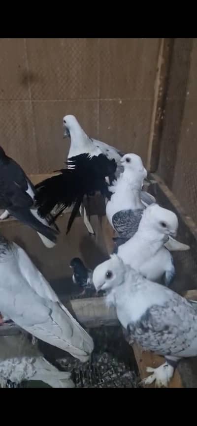fancy birds lakhy sherazi  mix
