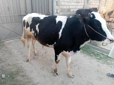 waliti bull for sale age  saal