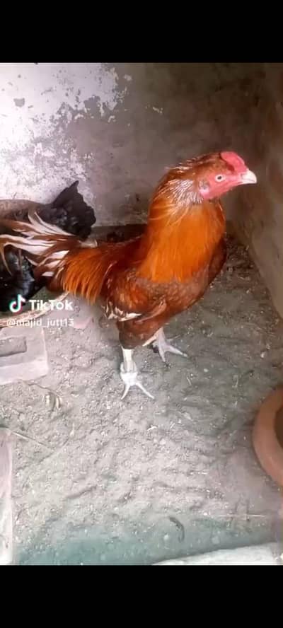 Amroha cross Chicks 4 Total