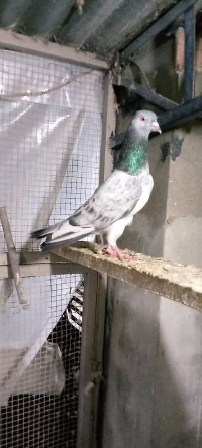 goldan sadna mail high fly breader birds