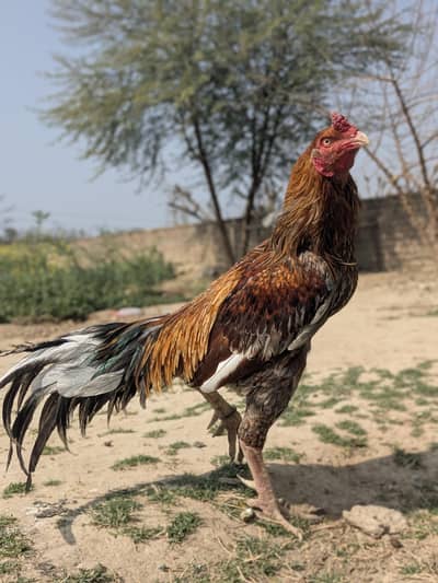 MashaAllah Pure Aseel Sindhi breeder for sale. . . best for breed