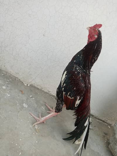 Aseel murga 0313- 53 86 277