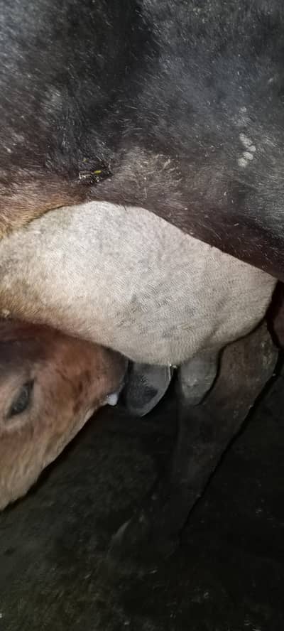 تیسرا سوا گاے دودھ 10 کلو ساتھ وچھی