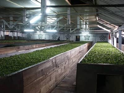 Order Booker required For Black Tea sales for cafes, restaurants, shop