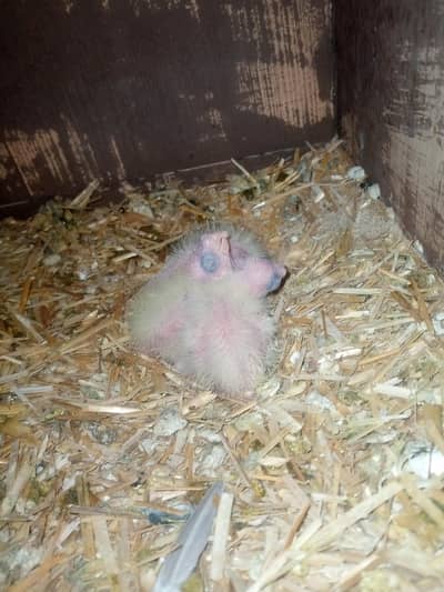 Cockatiel chicks available