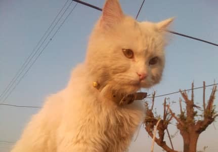 Persian White cat