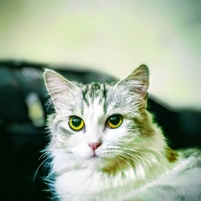 persian female with one baby