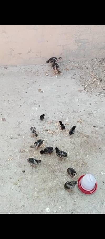 Vaitnam Japanese Panus Crose Bareed Chiks