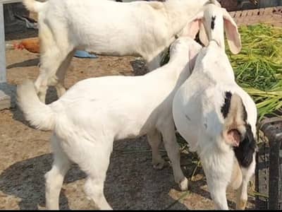 Desi Dogli ghabn bakri 03324262191