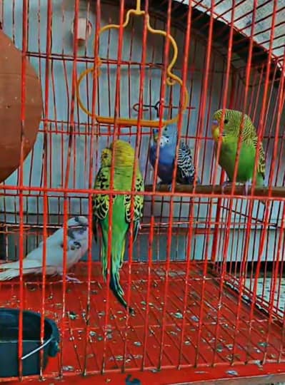 2 pairs ha jis bahi na lany ha rabta kary