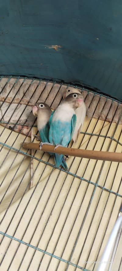 تین پیر ہیں بریڈر بریڈر گارنٹی کے ساتھ پیار ہے