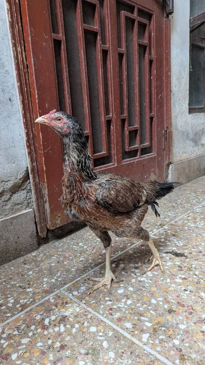 Aseel kurak wali madi