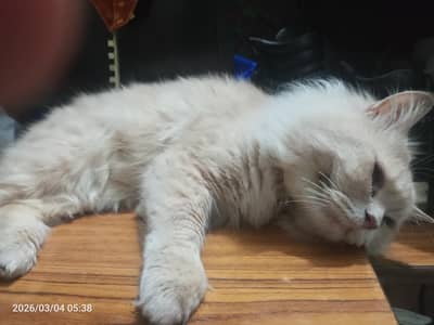 Beautiful Persian Male cat for sale