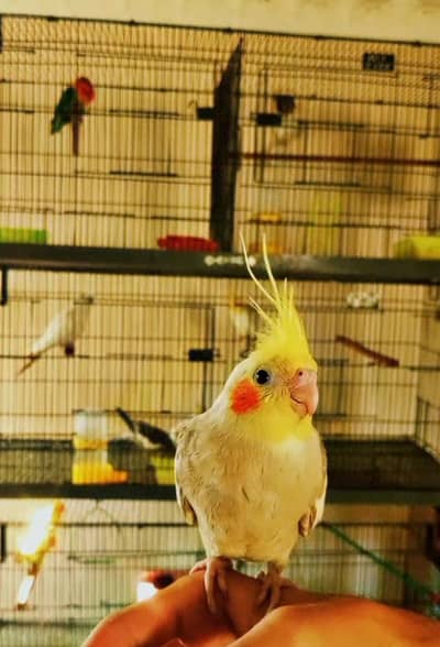 Cockatiel And conure parrots Handtame