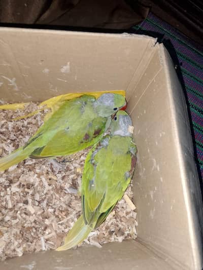 Kashmiri Raw Pahari jumbo size 02 chicks, 04- cream cocktail chicks