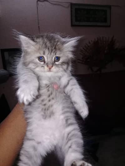 Mash Allah Cutest Cat And Active