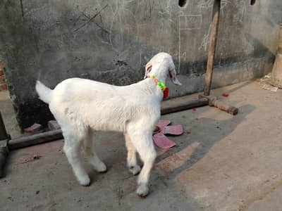 3 mahh eag hy full wite colour