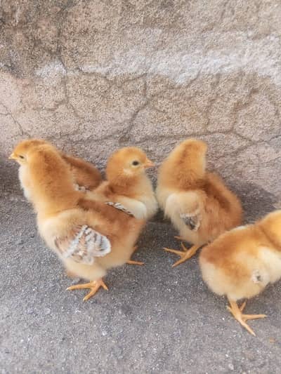 Playmouth Rock and RIR Heritage