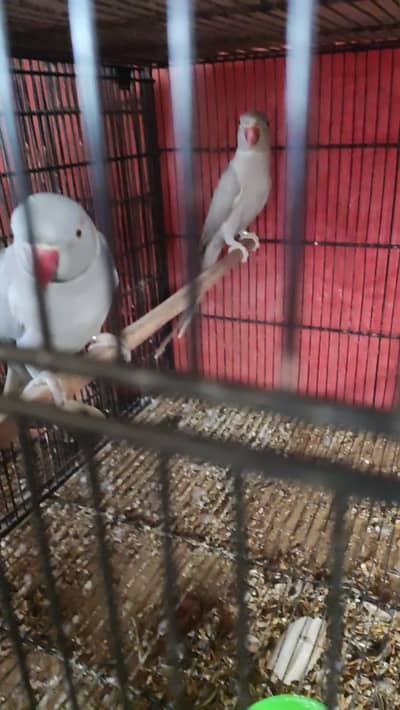 Grey Ringneck Pair