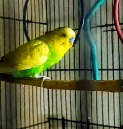 Australian parrots home pair