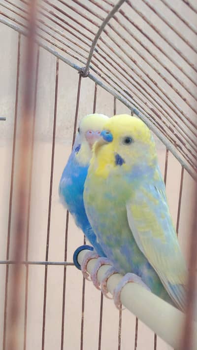 top quality Rainbow Pathe