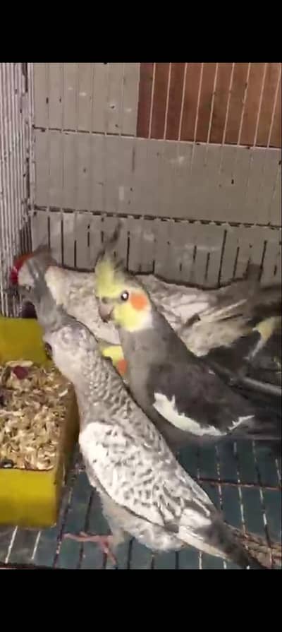 03258202958 for more details from call 