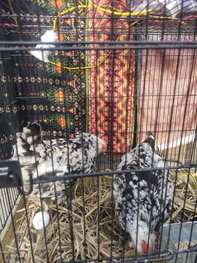 2 Female Black Mottled Bantam With Cage