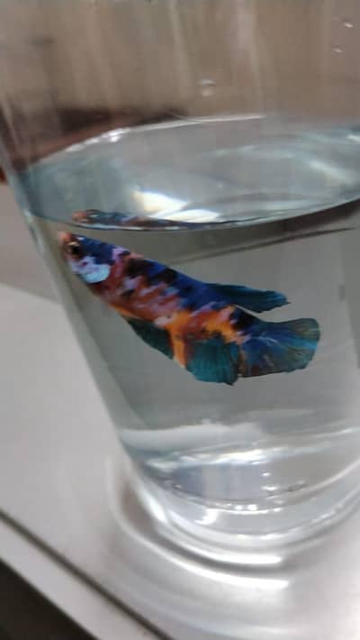 4 betta available candy, halfmoons, Veiltail healthy active adults