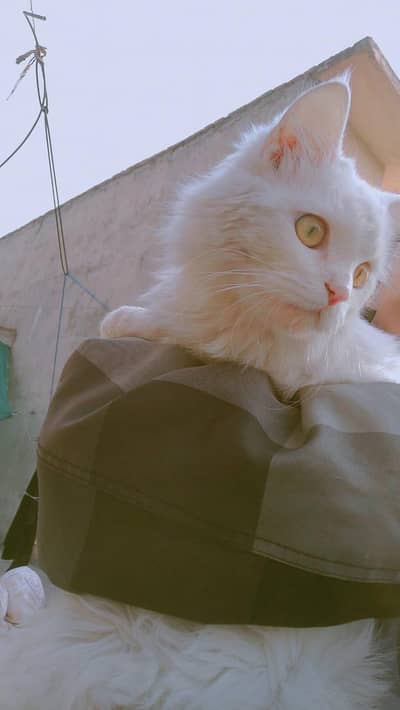 Persian cat