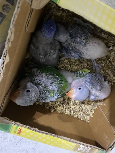 raw parrot and one loriini chick for sale