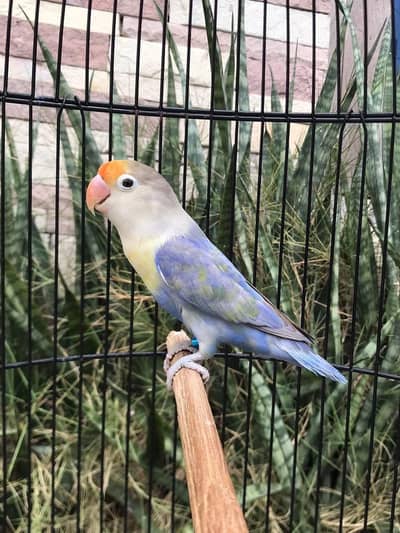 Lovebird for Sale Aqua, Creamino Opaline, Parblue Opaline, Pale Fallow