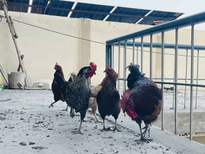 Hens set 5 hens 1 cock
