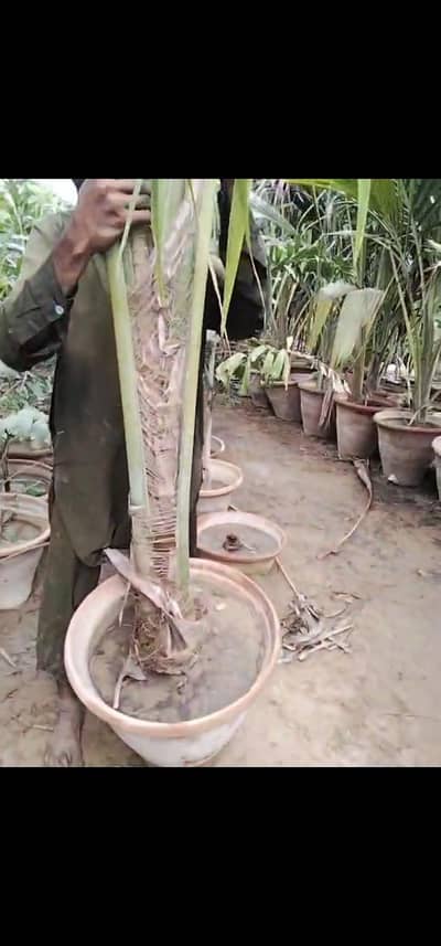 coconut tree for sale