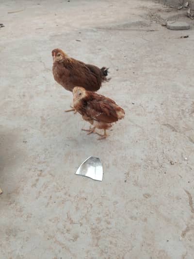 desi chickens