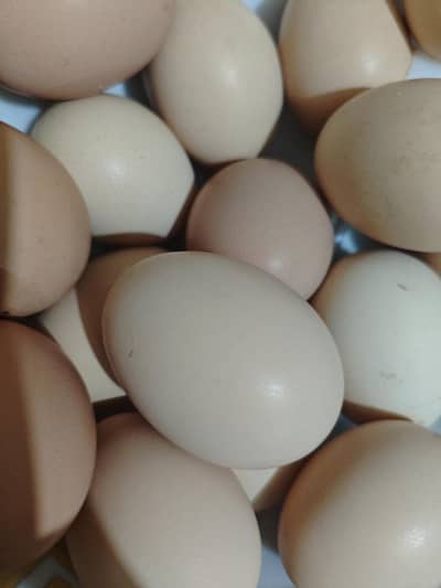 Eggs available