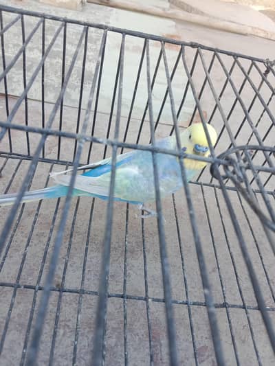 Top Quality Rainbow  Pair & Top Quality Rainbow  Breader Male