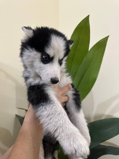 Siberian Husky Female Puppy – 2 Months Old – Blue Eyes