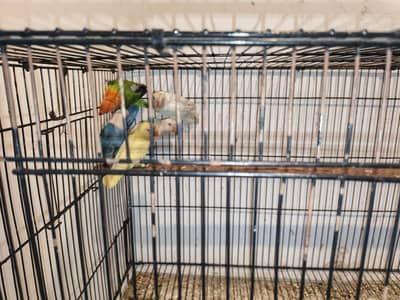 Lovebirds self chicks 03295445462