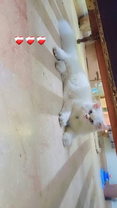 Snow white Triple coat Persian Male Cat - Blue Eyes