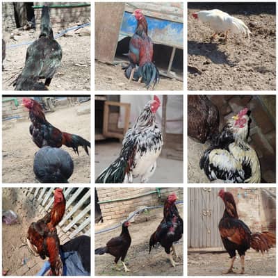 aseel all breed fertail eggs available