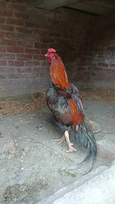 wat,nam kross aseel { Breeder mail and patha ka pair total 23,k }