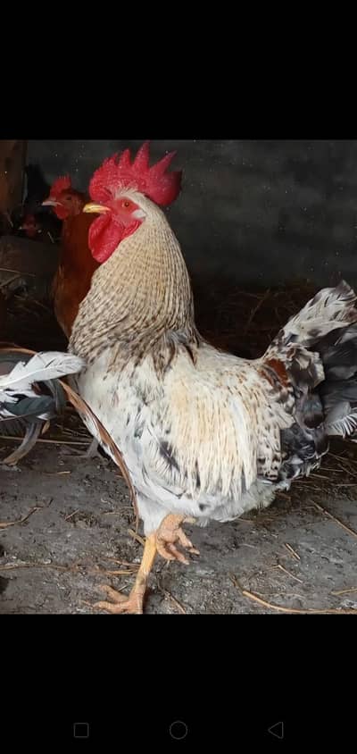 pure desi breader hens full garenty