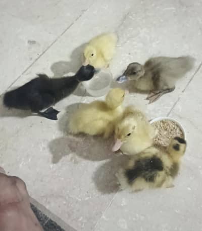 duck babies
